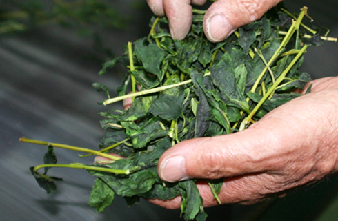 有機栽培の抹茶